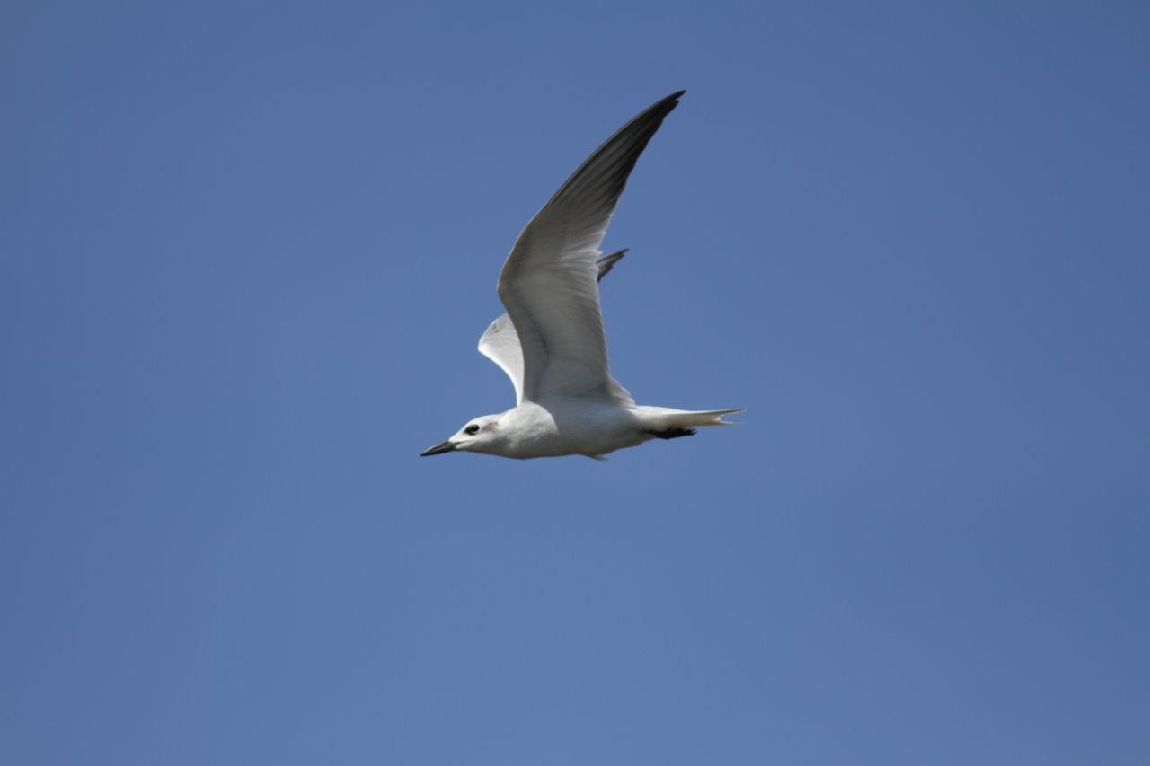 Sterne hansel - Gull-billed Tern